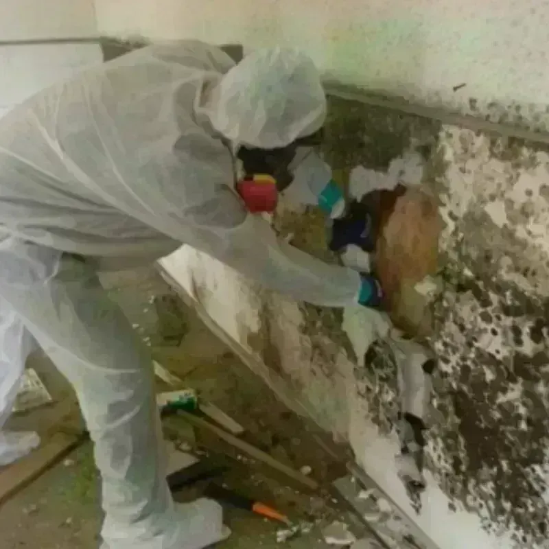 Mold Remediation and Removal in Pataskala, OH